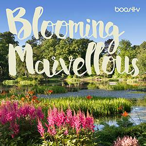 Blooming Marvellous