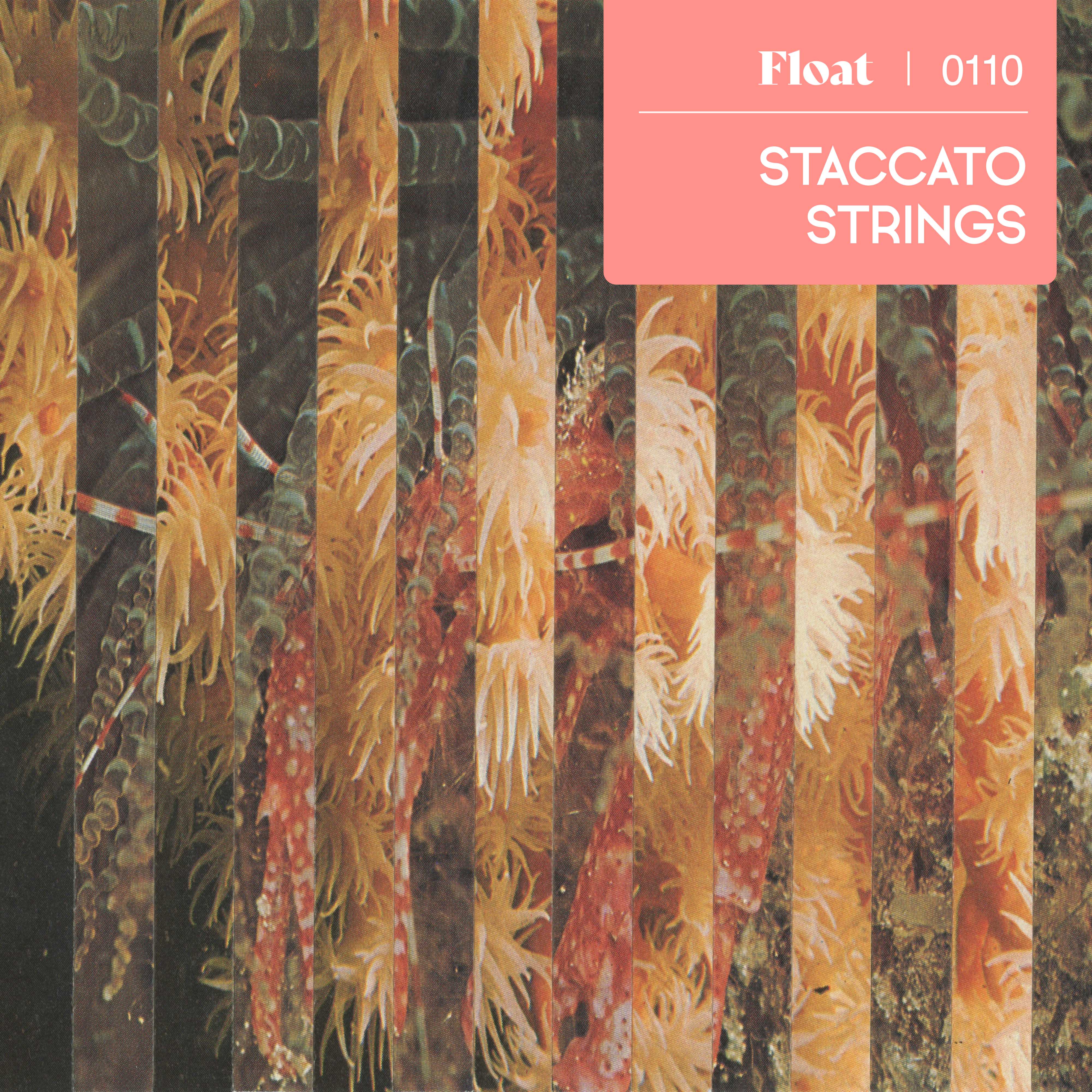 Staccato Strings