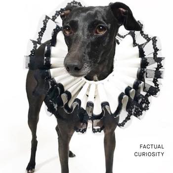 Factual Curiosity