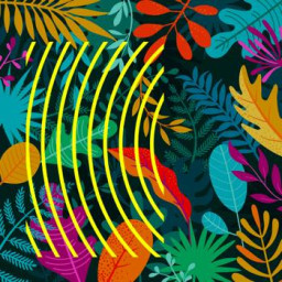 Joyful Acoustic Journey