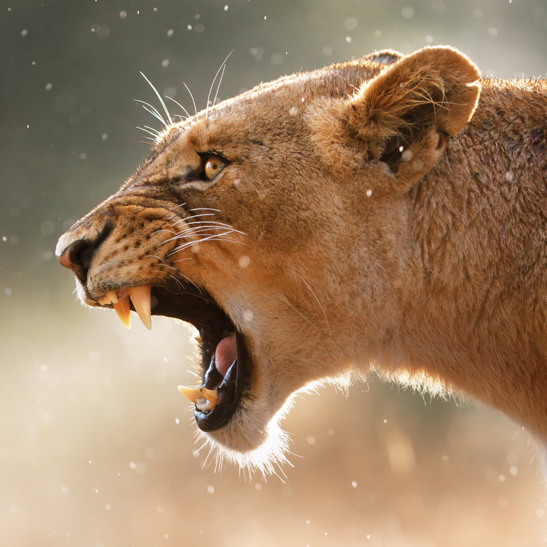 プレイリスト画像