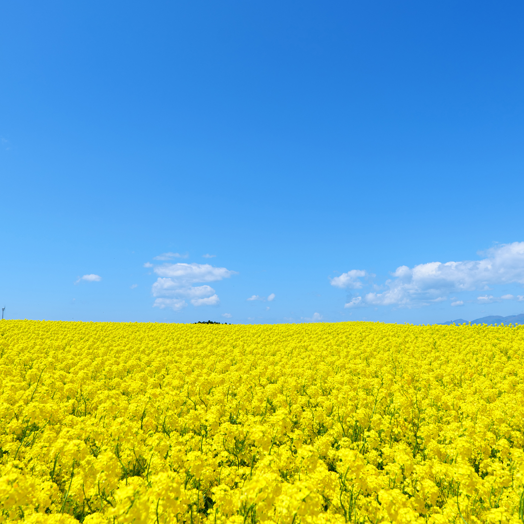 プレイリスト画像